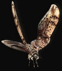 papillon géantcodeveronica
