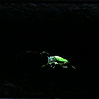 RE5_JewelBeetle